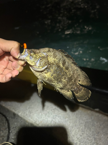 マツダイの釣果