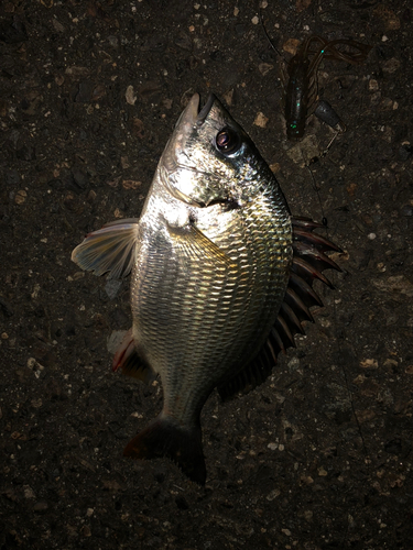 キビレの釣果