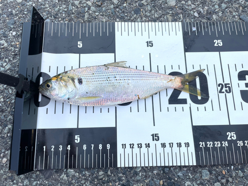 コノシロの釣果