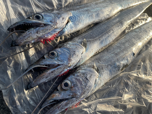 タチウオの釣果