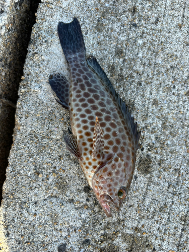 オオモンハタの釣果