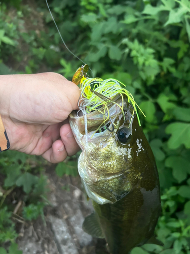 ブラックバスの釣果