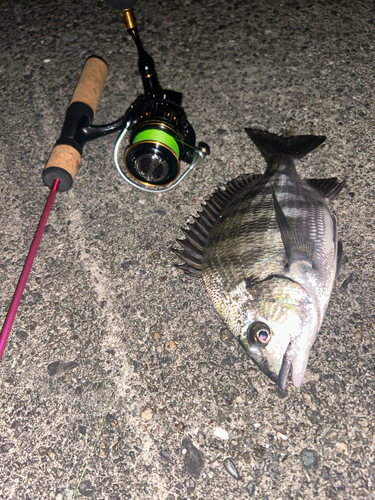 クロダイの釣果