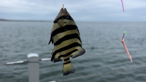 イシダイの釣果