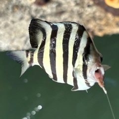 イシダイの釣果