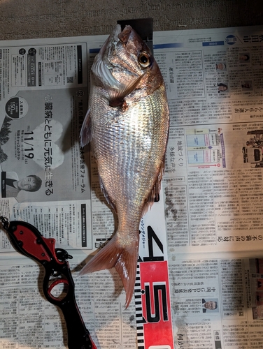 マダイの釣果