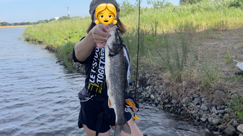 マルタウグイの釣果