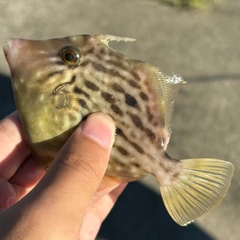 カワハギの釣果