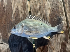 キチヌの釣果