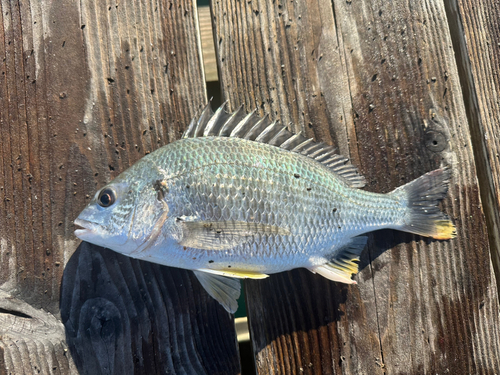 キチヌの釣果