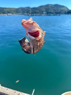 オオモンハタの釣果