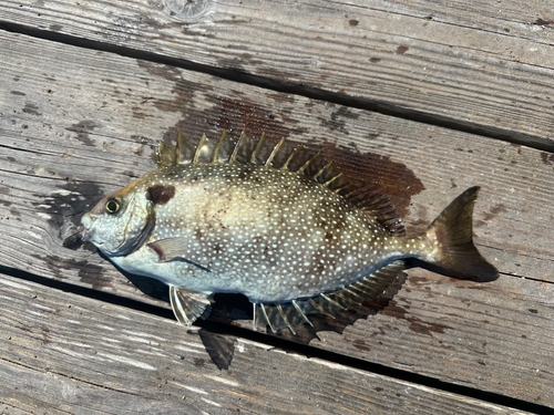 アイゴの釣果