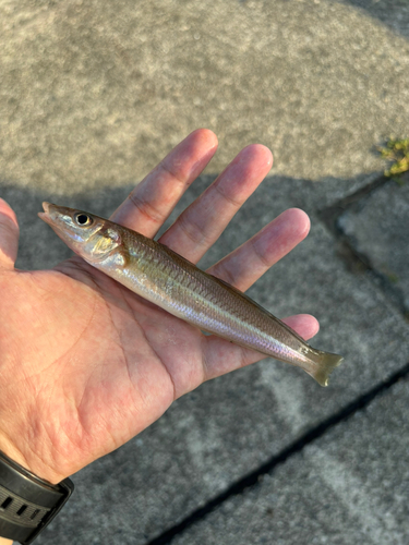 シロギスの釣果