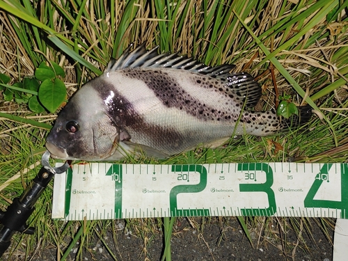 コショウダイの釣果