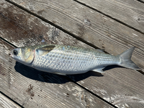 ボラの釣果