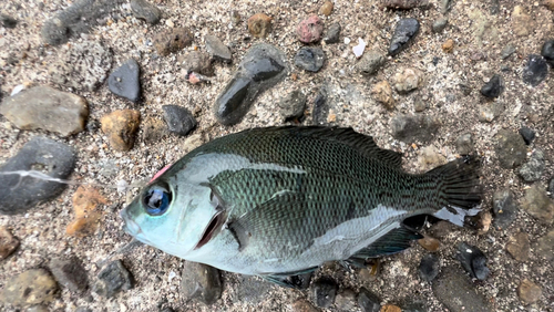 メジナの釣果