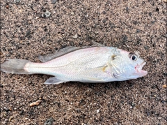 イシモチの釣果