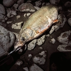 ウグイの釣果