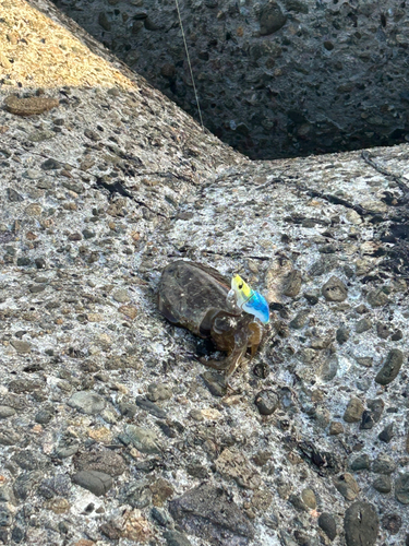 コウイカの釣果