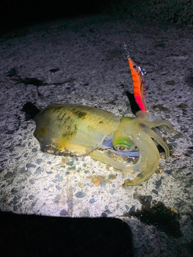 アオリイカの釣果