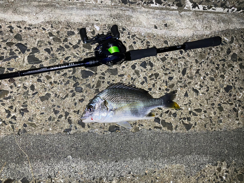 キビレの釣果