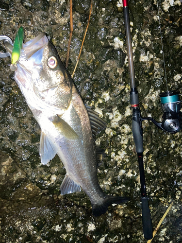 シーバスの釣果