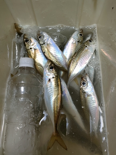 アジの釣果