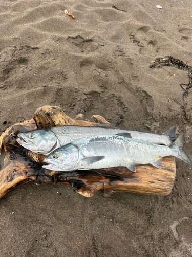 アキアジの釣果