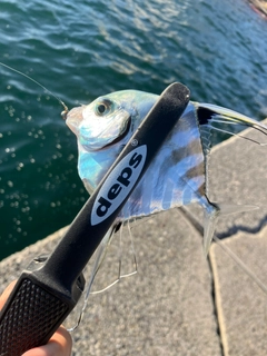 イトヒキアジの釣果