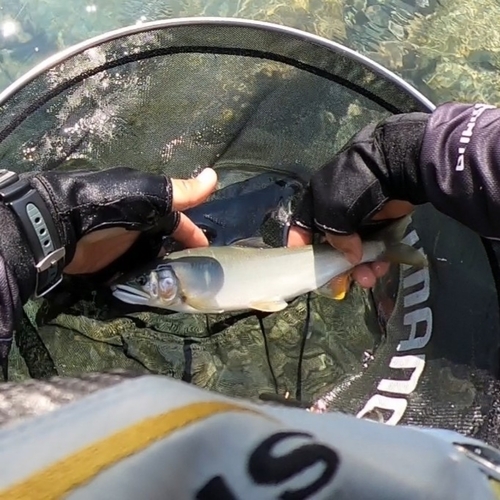 アユの釣果