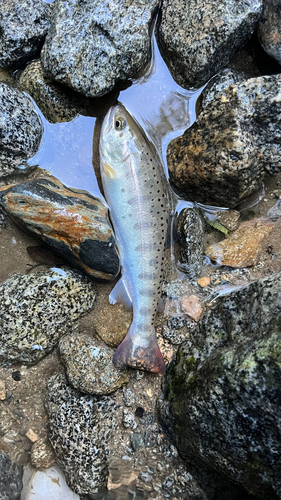 ヤマメの釣果