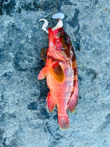 アカハタの釣果