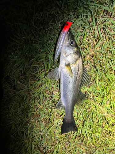 セイゴ（マルスズキ）の釣果