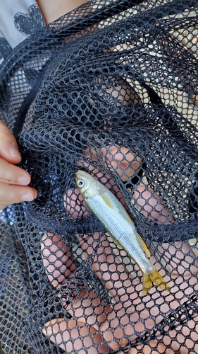 カワムツの釣果