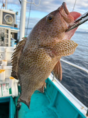 オオモンハタの釣果