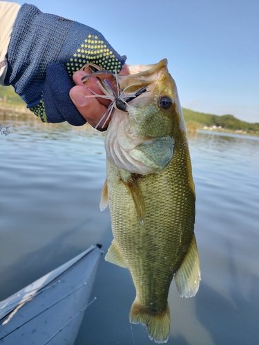 ブラックバスの釣果