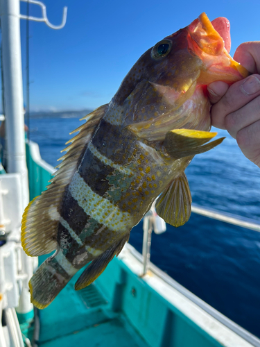 アオハタの釣果