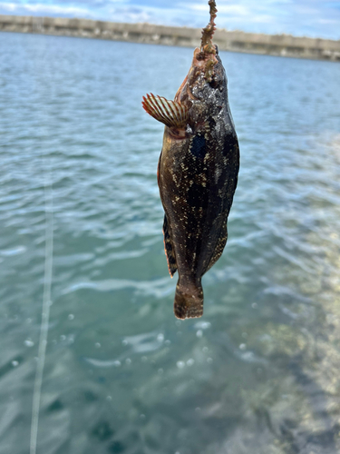 クジメの釣果