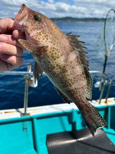 オオモンハタの釣果