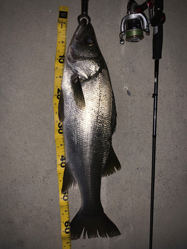 シーバスの釣果