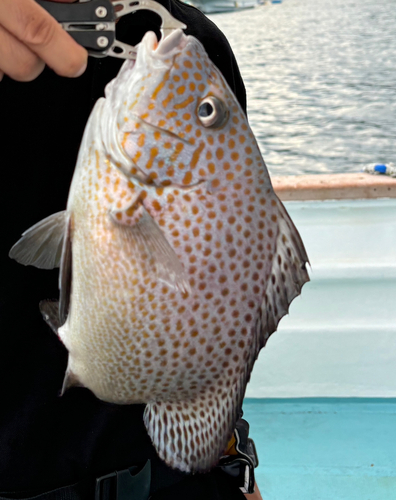 コロダイの釣果