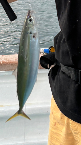 ムロアジの釣果