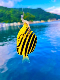 カゴカキダイの釣果