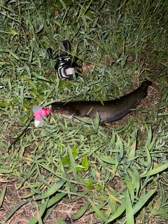 マナマズの釣果