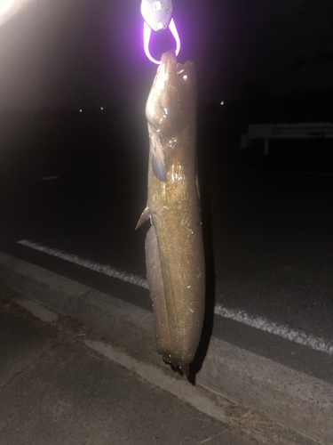 マナマズの釣果