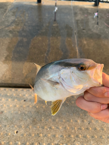 シオの釣果