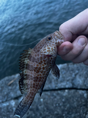 オオモンハタの釣果