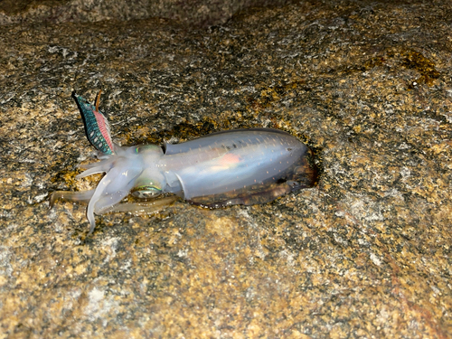 しまなみ海道