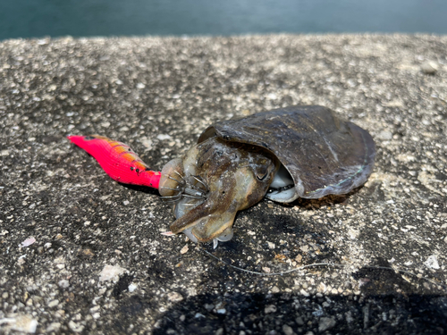 コウイカの釣果