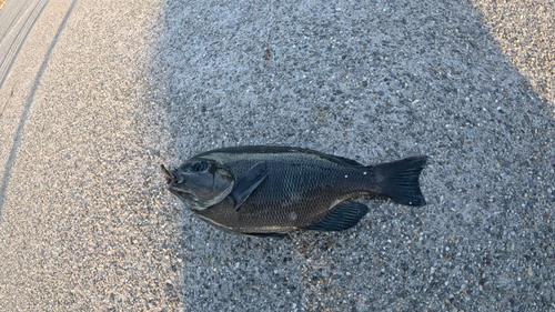 グレの釣果